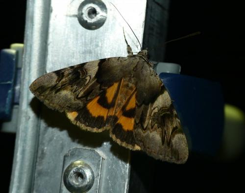Réf. 262 412 : Catocala fulminea